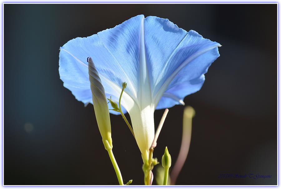 Morning Glory Photograph - Blue Beauty by Sonali Gangane