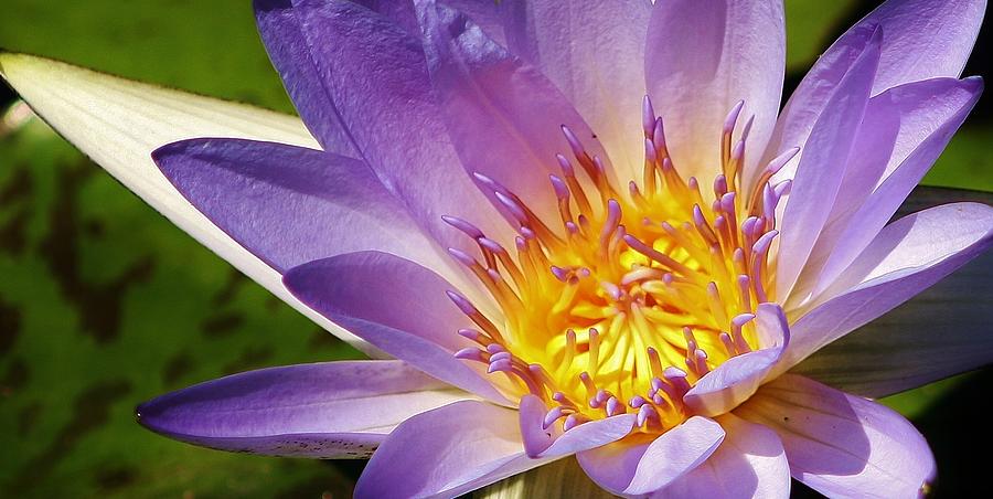 Nature Photograph - Blue Beauty Waterlily by Bruce Bley
