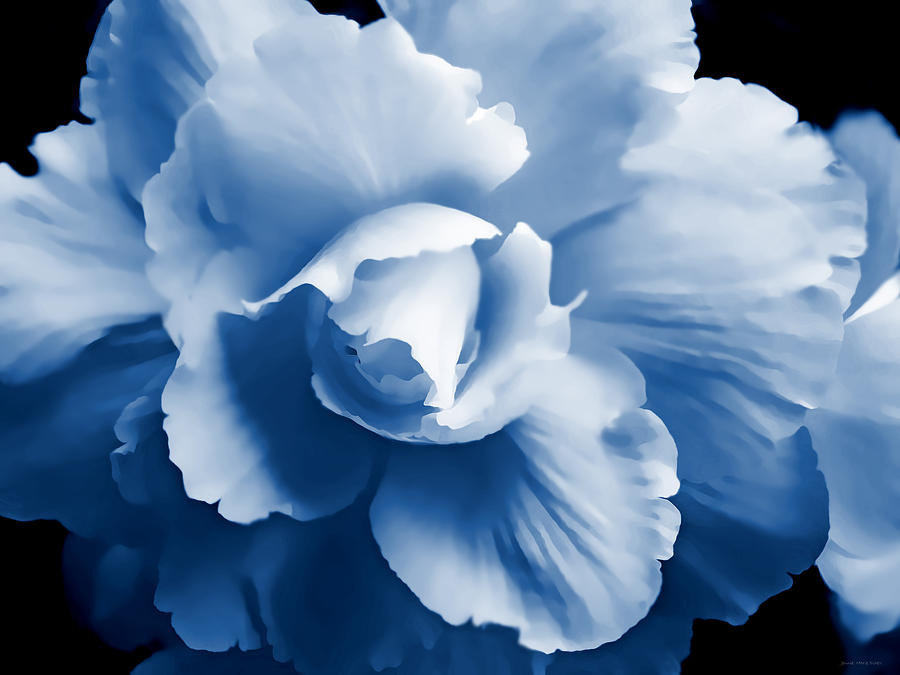Blue Begonia Floral Photograph by Jennie Marie Schell