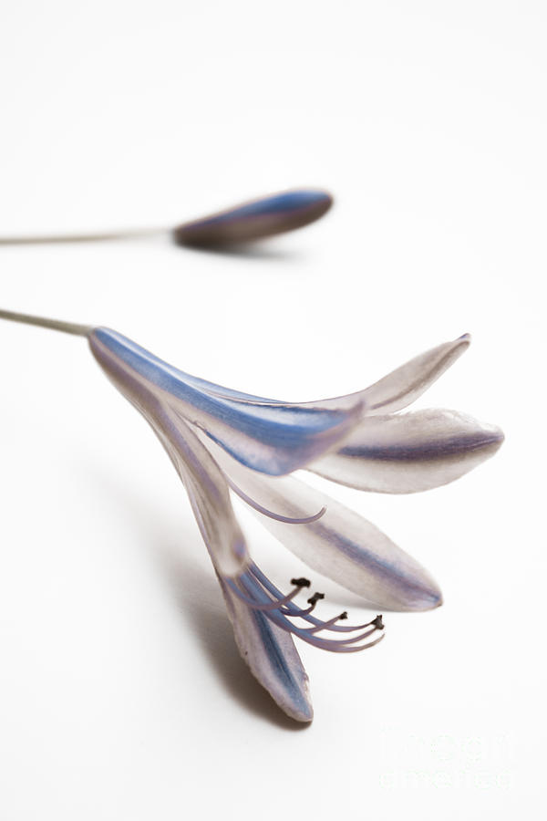 Blue Bell Agapanthus Flower Photograph