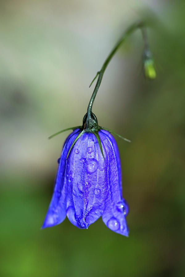 Nature Photograph - Blue Bell by Nailia Schwarz