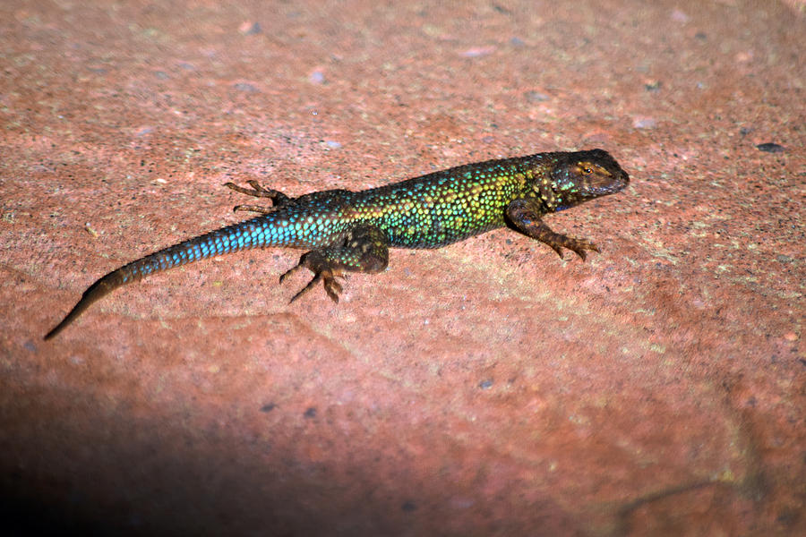 Blue Bellied Fence Lizard in Breeding Colors Photograph by Frank Wilson