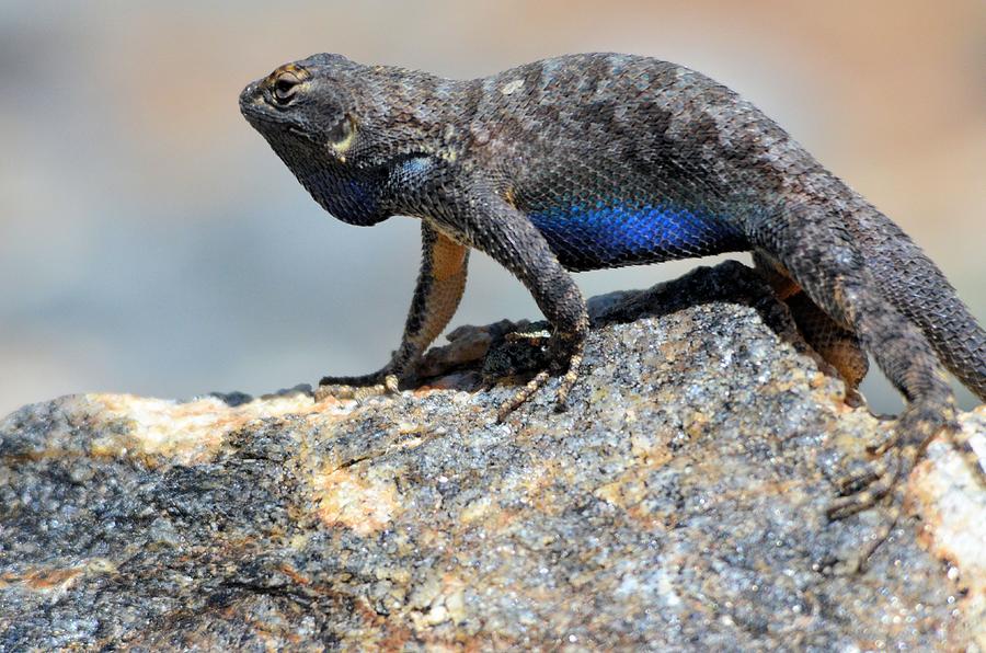 Blue Bellied Lizard Photograph by Larry Spradlin