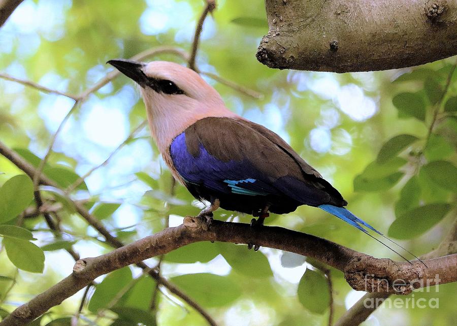 Blue Bellied Roller Photograph