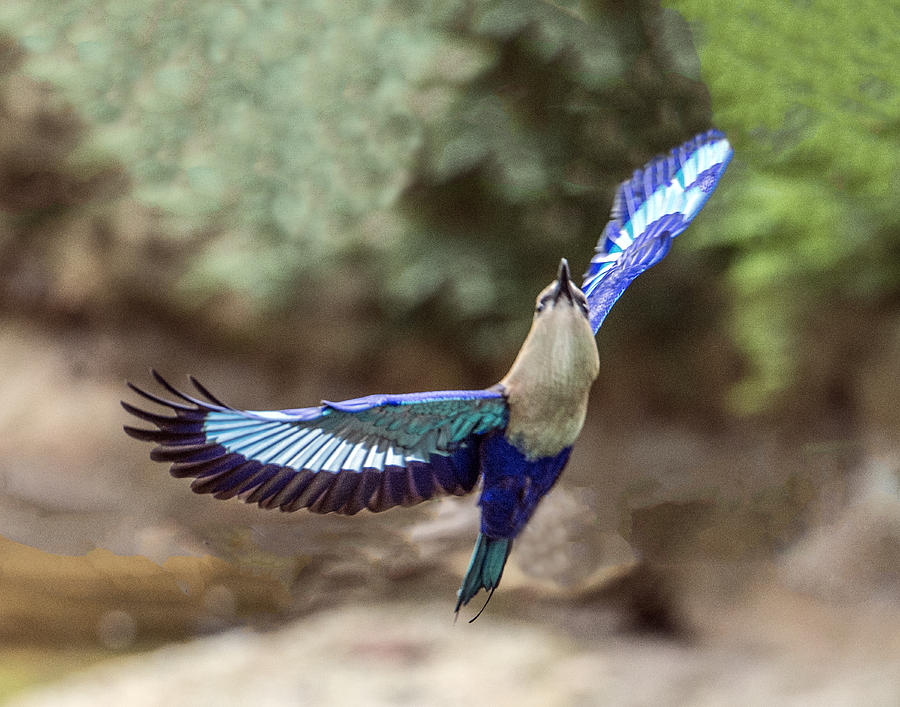 Blue-bellied Roller In Flight Photograph by William Bitman
