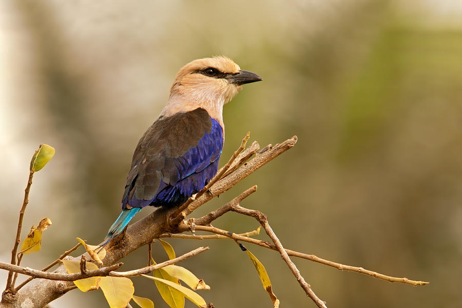 Blue-bellied Roller on Branch Photograph by Aivar Mikko
