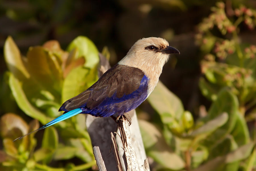 Blue-bellied Roller On Fencepost Photograph