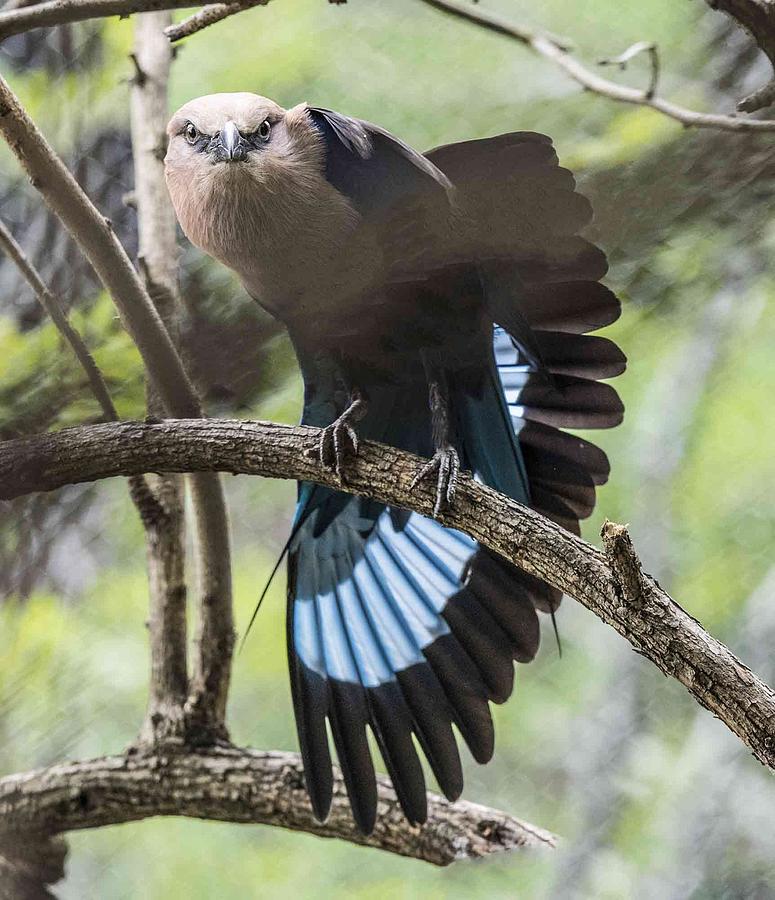 Blue Bellied Roller Stretching His Flight Feathers Photograph by William Bitman