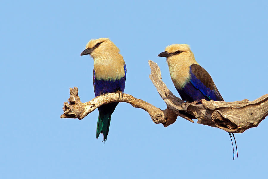 Rollers Photograph - Blue-bellied Rollers on Branch by Aivar Mikko Rollers Photograph - Blue-bellied Rollers on Branch by Aivar Mikko