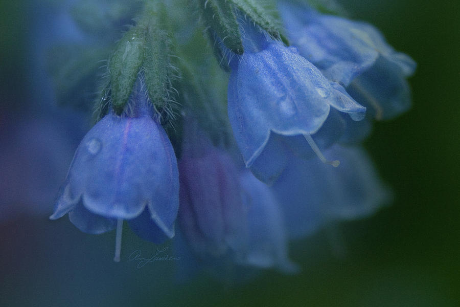 Blue Bells by Ann Lauwers Blue Bells by Ann Lauwers