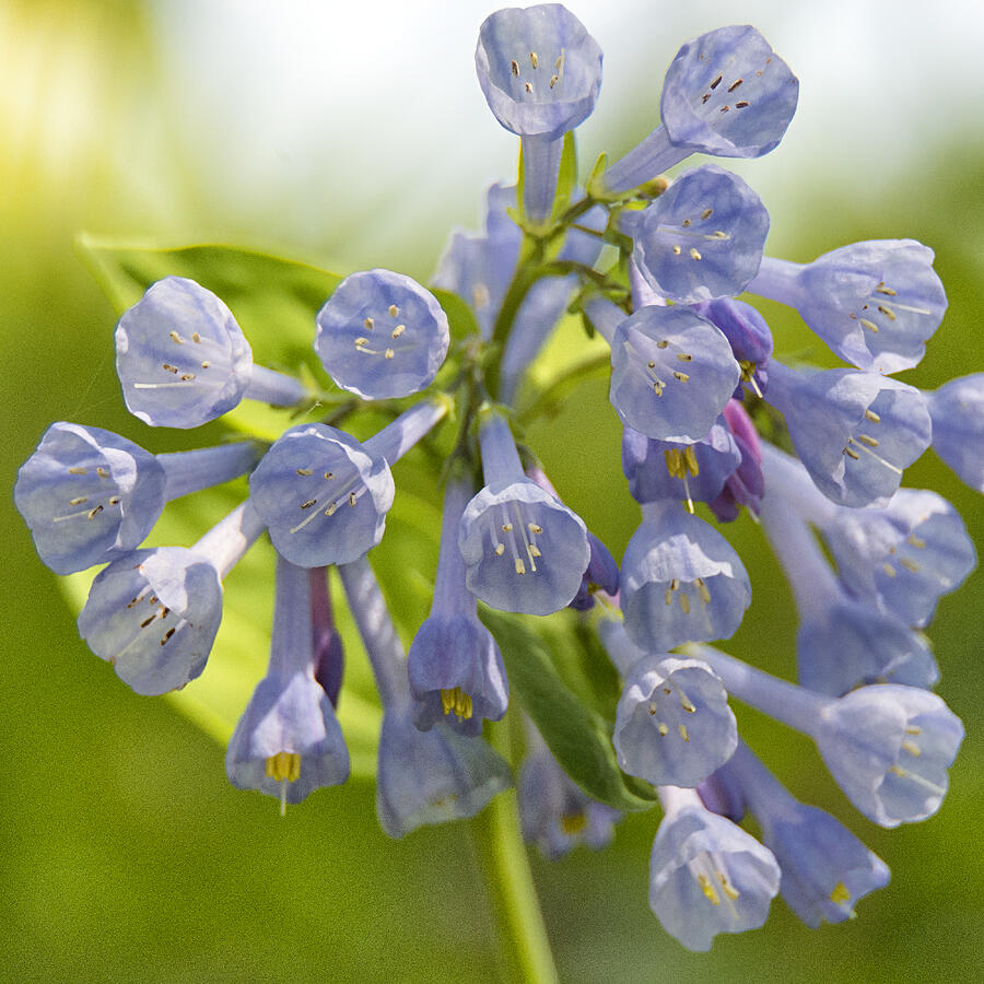 Blue Bells In The Wind Photograph By Robert Fawcett - Fine Art America