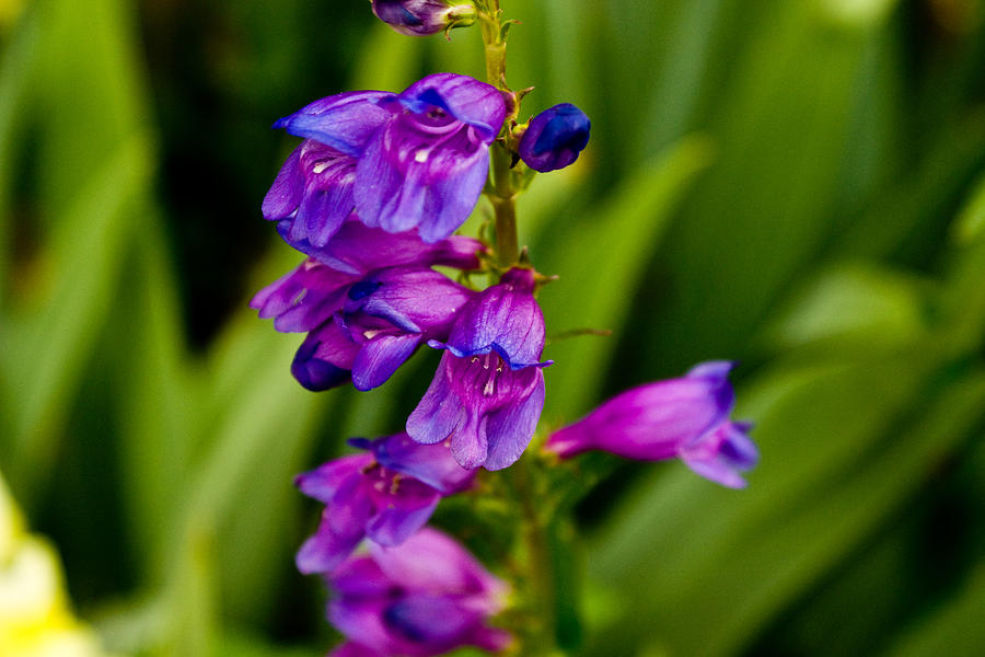 Blue Bells Wild Flower Photograph by James Gay