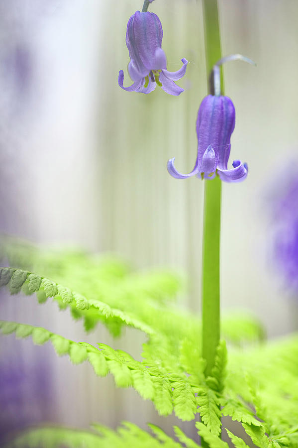 Blue Bells Wild Flower Pair Photograph by Dirk Ercken