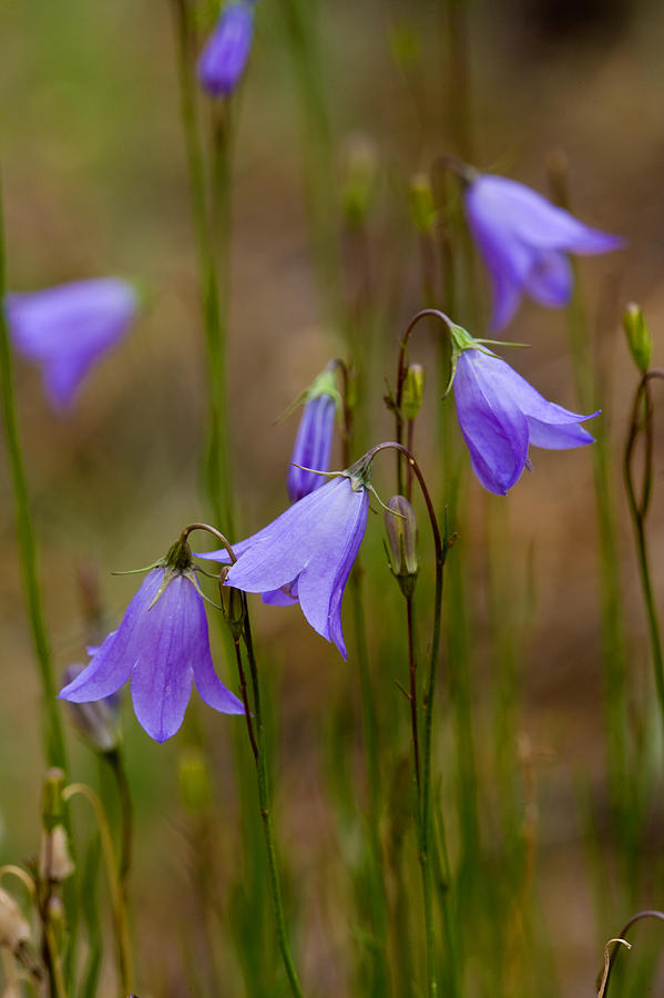 Blue Bells Wyoming Photograph by Rich Franco