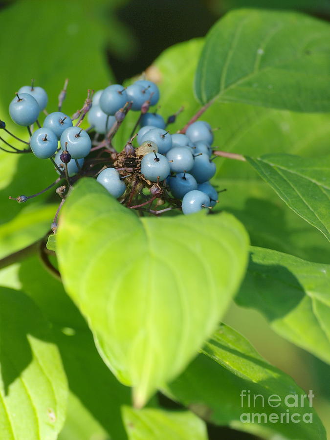 Blue Berries Gone Wild Photograph by Vivian Martin