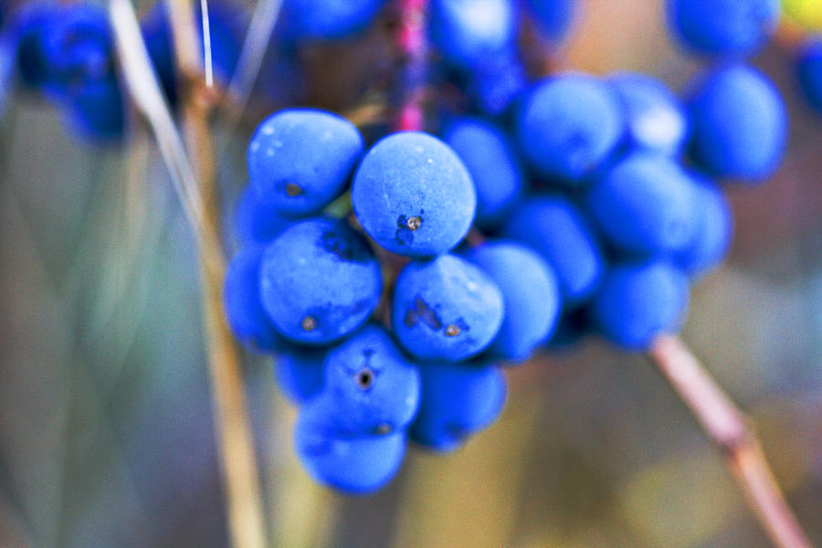 Blue Berries in Autumn Photograph by Marie Jamieson