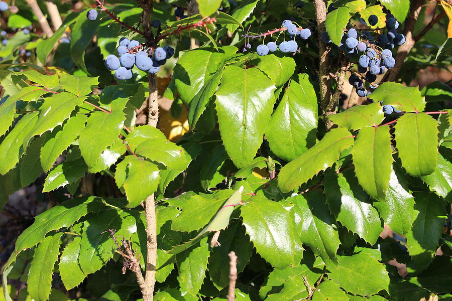 Blueberry Photograph - Blue Berry Bush 5 by Zachary Lowery