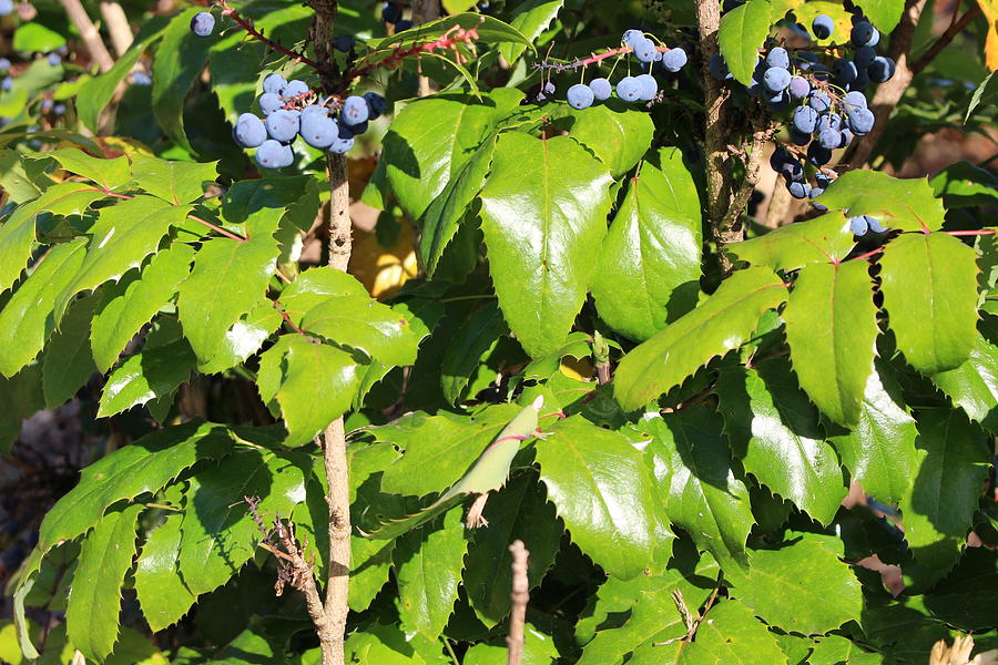 Blueberry Photograph - Blue Berry Bush 7 by Zachary Lowery