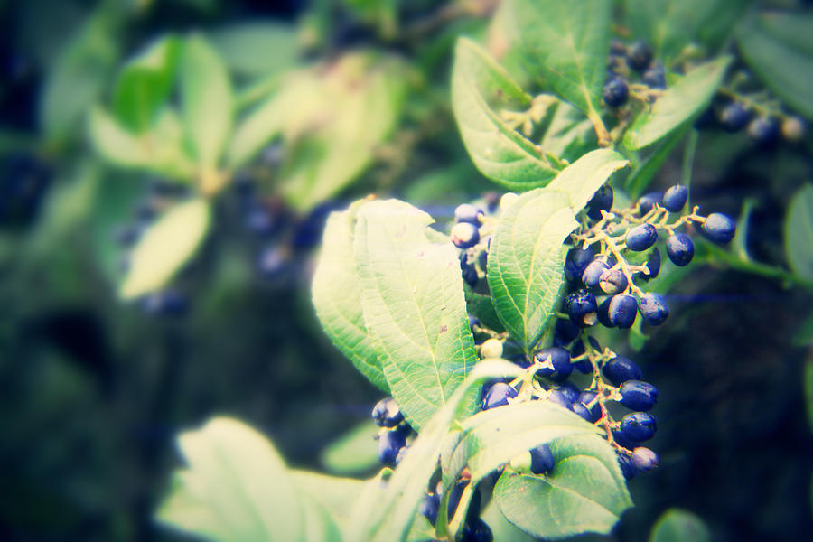 Fruit Photograph - Blue Berry by Suraj Maharjan