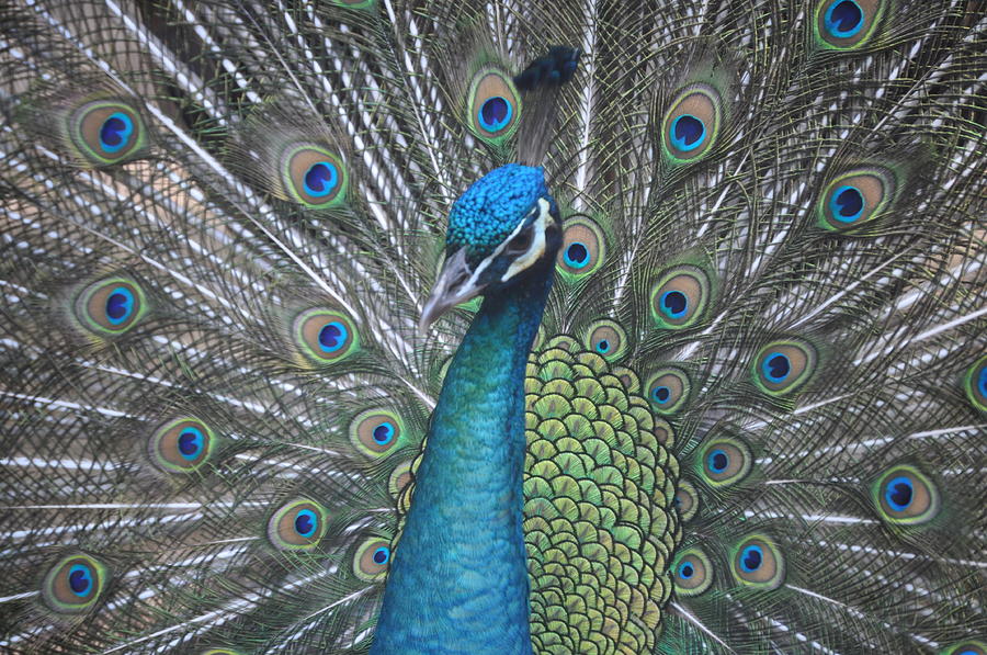 Peacock Photograph - Blue Betty by James and Vickie Rankin