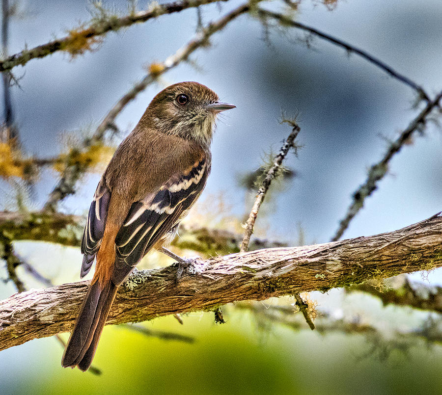 Blue-bill Photograph by Lee Alloway - Fine Art America