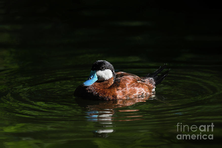 Blue Bill Ruddy Duck Photograph by Andrea Silies
