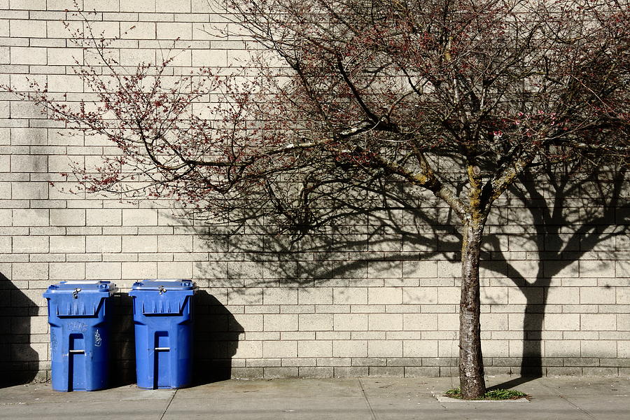 Blue Bin And Cherry Tree Photograph by Kreddible Trout