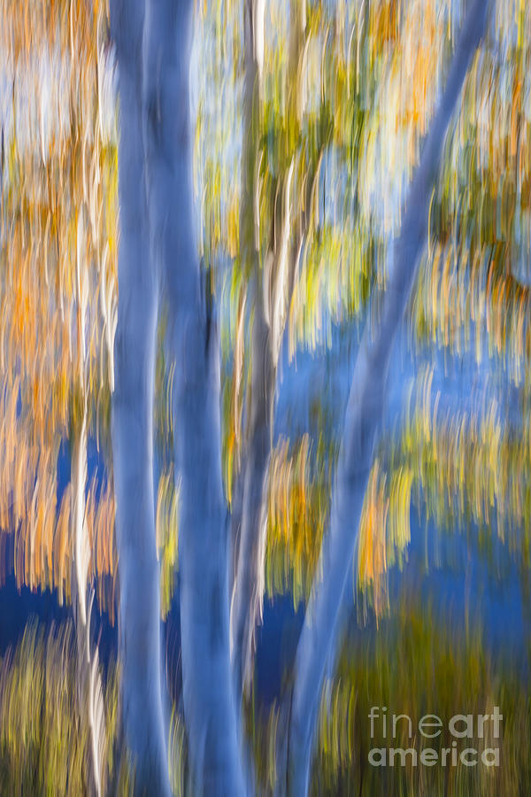 Blue birches by the lake Photograph by Elena Elisseeva