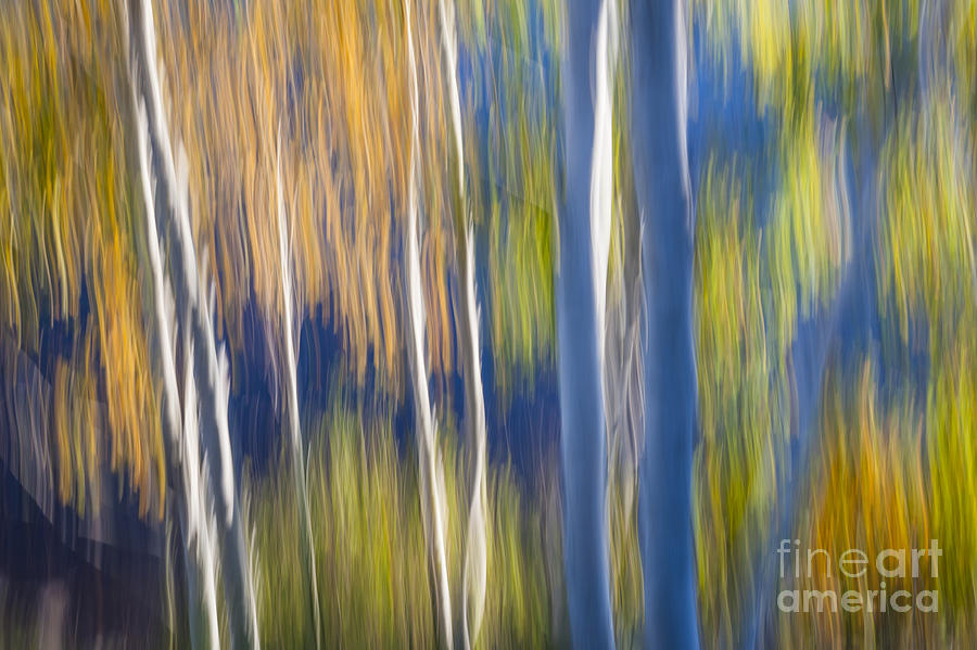 Blue Birches On Lake Shore Photograph