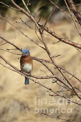 Blue Bird Photograph by Anita Adams