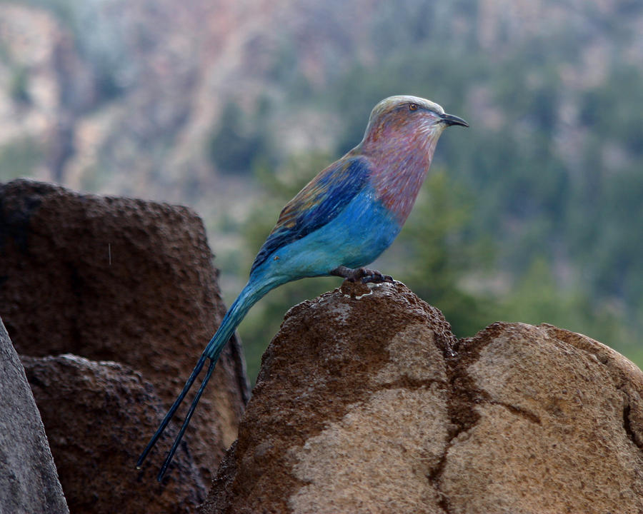 Blue Bird Photograph by Anthony Jones