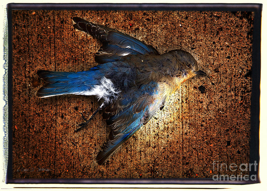 Blue Bird Blue Photograph by Craig J Satterlee