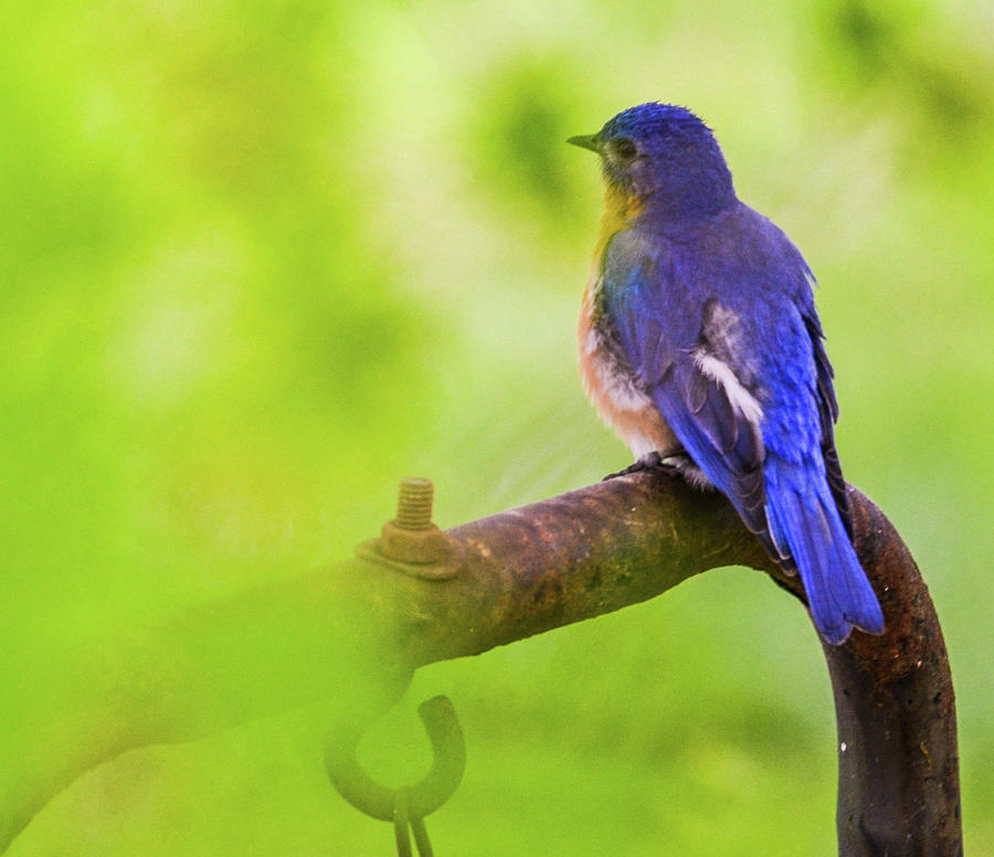 Blue Bird Photograph by Chuck Brown