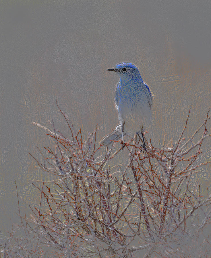 Blue Bird Colored Pencil Photograph by Heather Coen