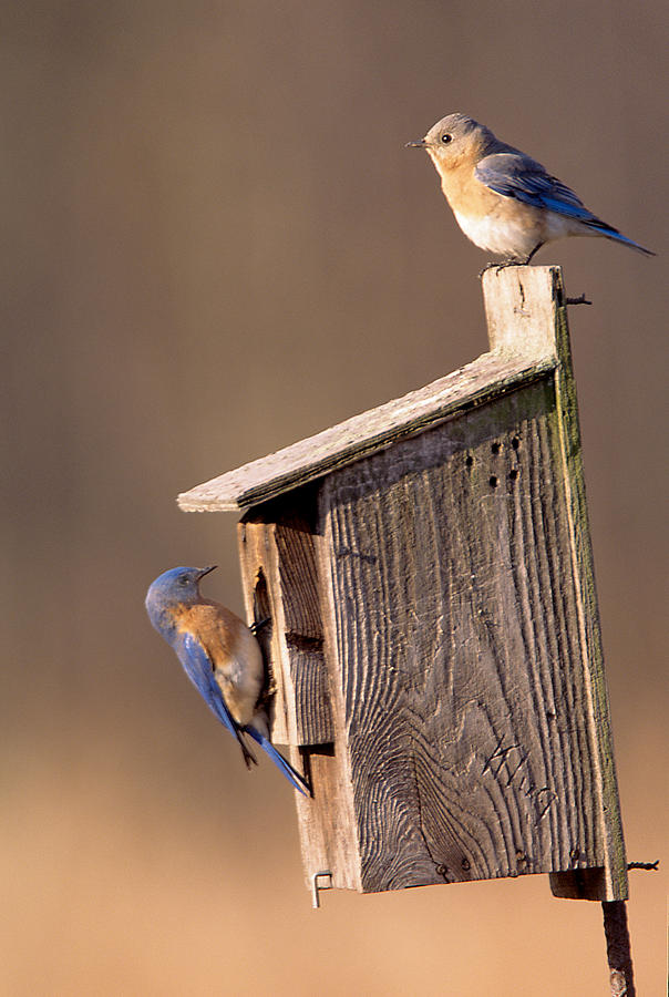 Blue Bird Couple Photograph by John Harmon