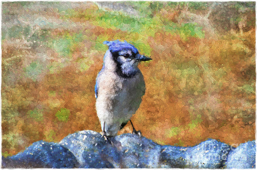 Wildlife Photograph - Blue Bird - Digital Paint by Debbie Portwood