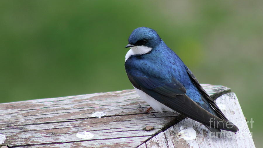 Blue Bird Photograph by Erick Schmidt