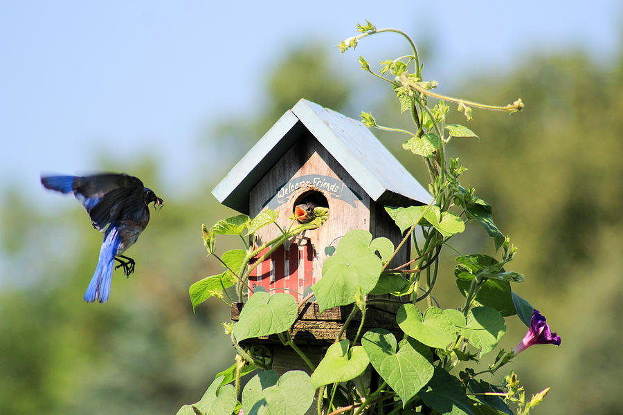 Summer Pyrography - Blue Bird Feeding by Julie Sanch