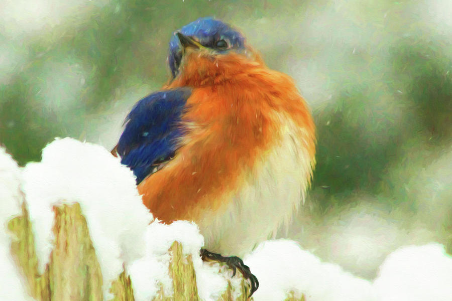 Blue Bird Flurries  Photograph by Ola Allen