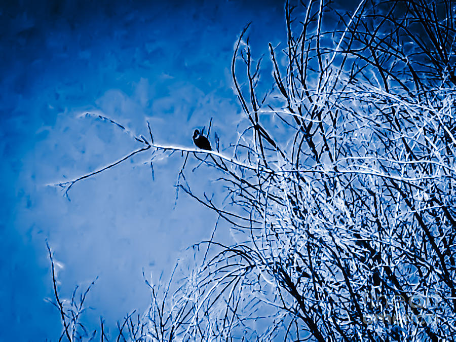 Crow Photograph - Blue Bird by Heather Joyce Morrill