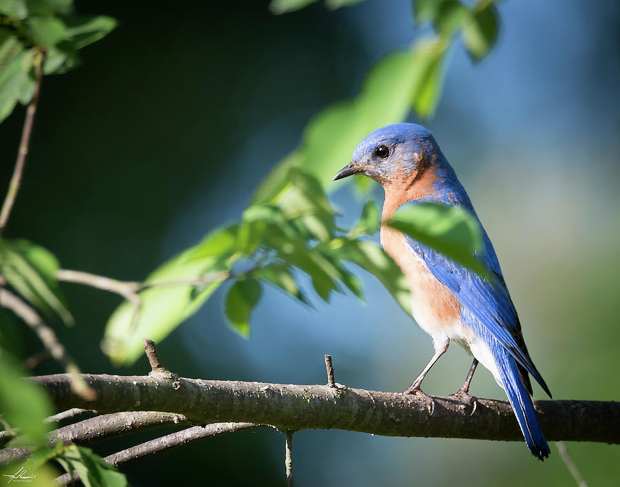 Bird Photograph - Blue Bird in a Tree by Phil And Karen Rispin