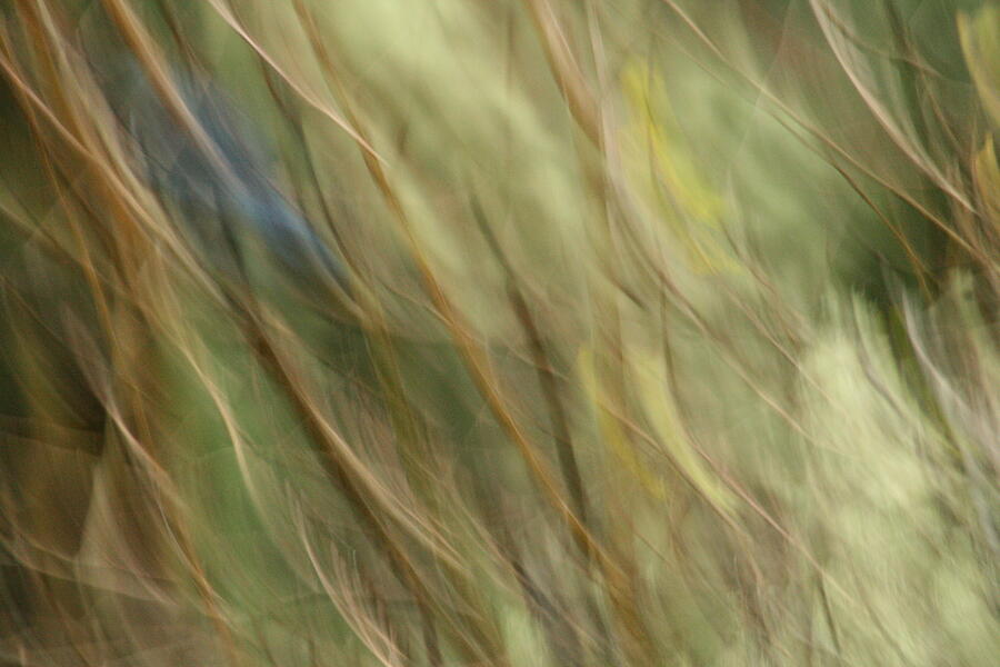 Abstract Photograph - Blue Bird in the Brush by Teresa A Lang