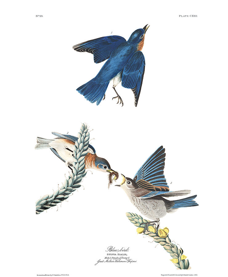 Blue bird Painting by John Audubon