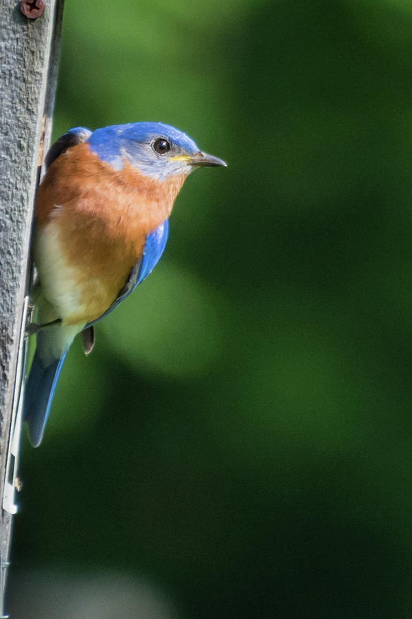 Blue Bird Photograph by John Benedict