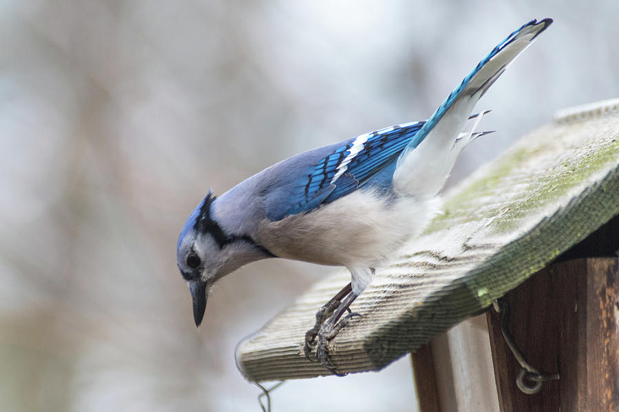 Blue Bird  Photograph by Joseph Caban