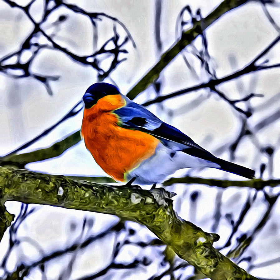Wildlife Photograph - Blue Bird by Modern Art