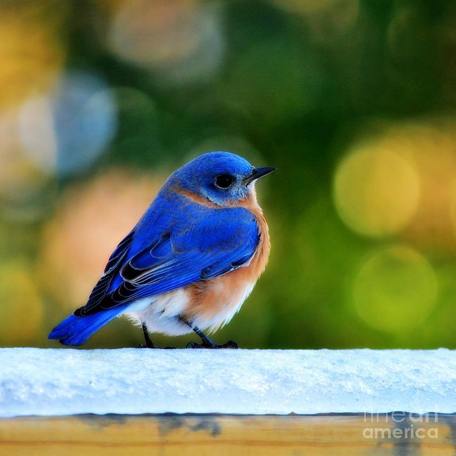 Blue Bird Photograph by Kelly Nowak