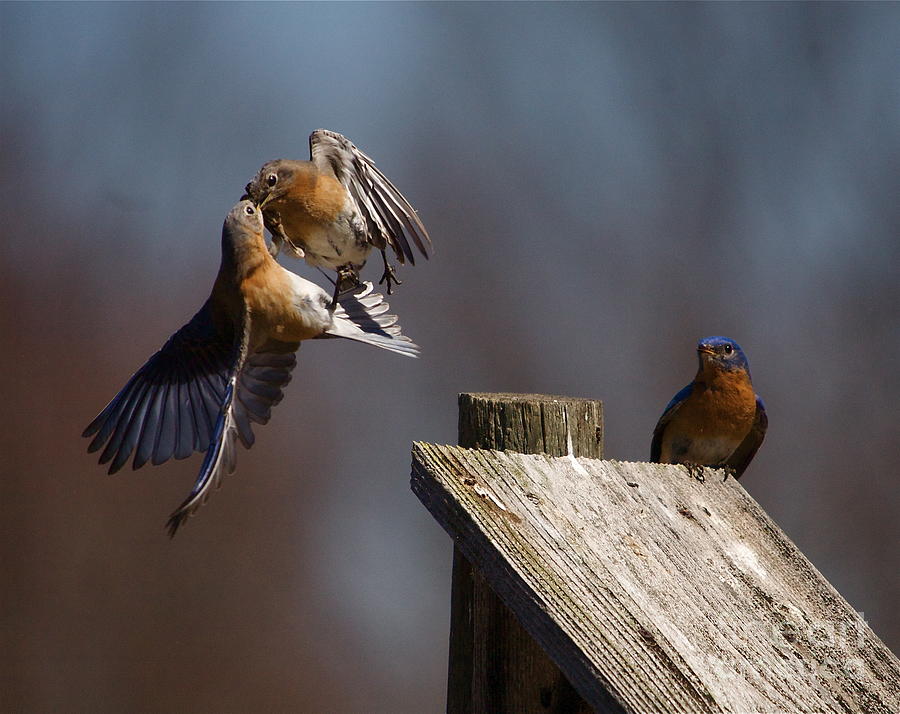 Nature Photograph - Blue Bird Mayhem by Robert Pearson
