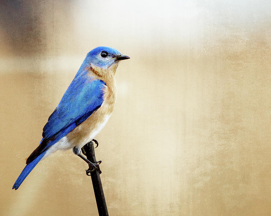 Blue Bird Digital Art