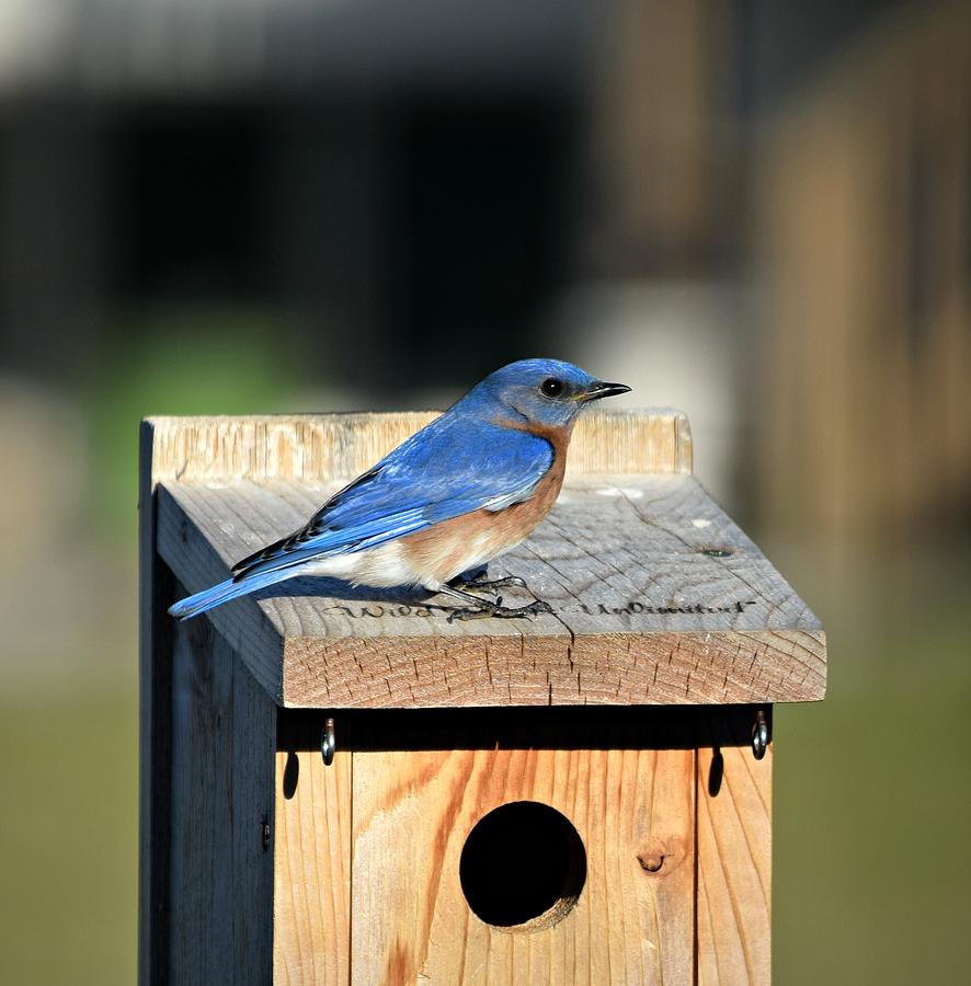 Blue Bird Of Happiness Photograph By Kurt Keller - Fine Art America